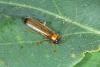 Rhagonycha lutea
